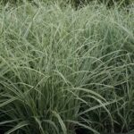 grass variegated silver 1.jpg