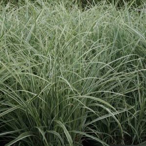 grass variegated silver 1.jpg