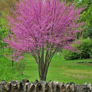 greenline redbud.jpeg