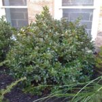 holly blue prince.jpg