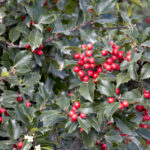 holly blue princess.jpg