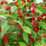 holly combo 1 e1499695552188.jpg