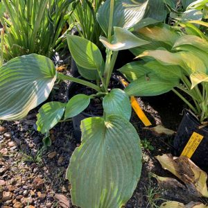 hosta blue angel 1.jpg