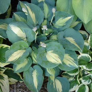 hosta dream weaver.jpg