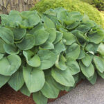 hosta elegans.jpg