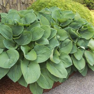 hosta elegans.jpg