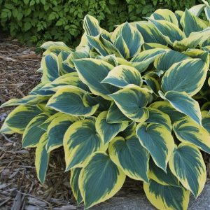 hosta first frost.jpg