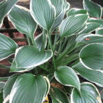 hosta francee.jpg