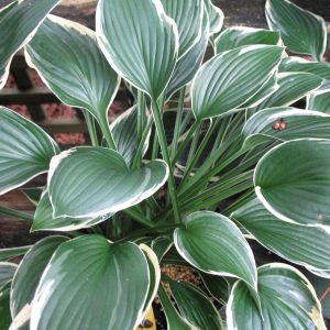 hosta francee.jpg