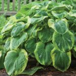 hosta frances williams.jpg