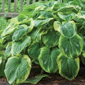hosta frances williams.jpg