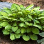 hosta gold standard.jpg