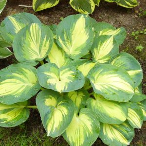 hosta great expectations.jpg