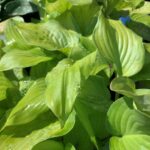 hosta guacamole 2.jpg