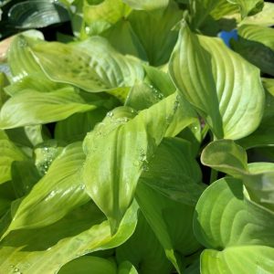 hosta guacamole 2.jpg