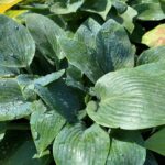 hosta halcyon 1 e1627411922589.jpg