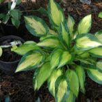 hosta happy dayz e1499786956184.jpg
