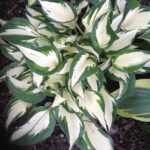 hosta loyalist 1.jpg