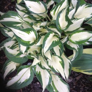 hosta loyalist 1.jpg