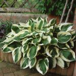 hosta patrio.jpg