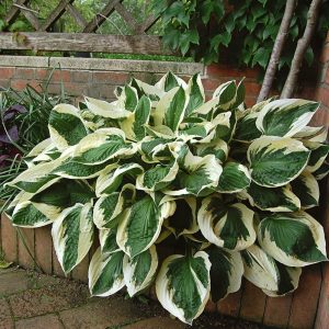 hosta patrio.jpg