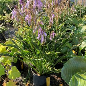 hosta praying hands 1.jpg