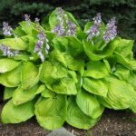 hosta sum and substance 2.jpg