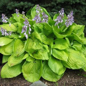hosta sum and substance 2.jpg