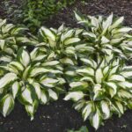 hosta vulcan.jpg
