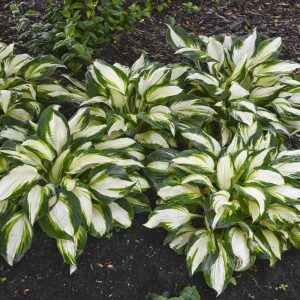 hosta vulcan.jpg