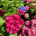 hydrangea glowing ember 1.jpg