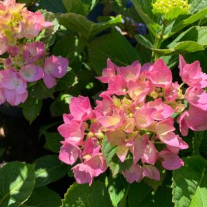 hydrangea la dreamin.jpg