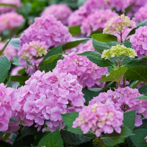 hydrangea lets dance moonlight.jpg