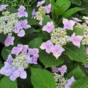 hydrangea lets dance starlight.jpg