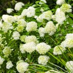 hydrangea limelight 2 1 1.jpg