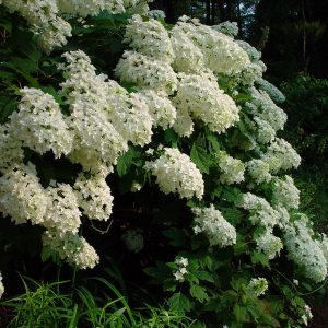 hydrangea oakleaf 2.jpg