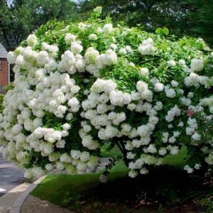 hydrangea pee gee 1.jpg