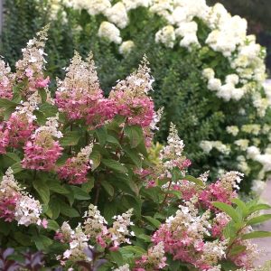 hydrangea pinky winky e1499709839474.jpg