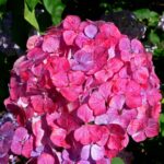hydrangea preziosa pink.jpg