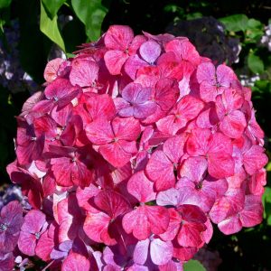 hydrangea preziosa pink.jpg