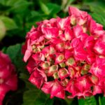hydrangea red sensation.jpg