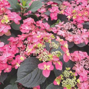 hydrangea tuff stuff red.jpg