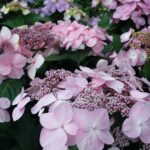 hydrangea twist and shout 2.jpg