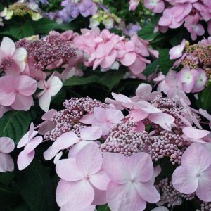 hydrangea twist and shout 2.jpg