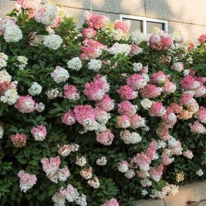 hydrangea vanilla strawberry.jpg