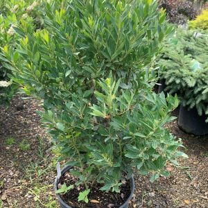 inkberry shamrock 1 e1627412917347.jpg