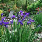 iris ceasars brother.jpg