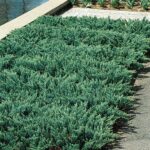 juniper blue chip 1.jpg