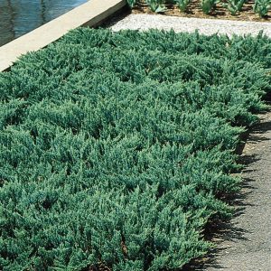 juniper blue chip 1.jpg