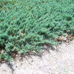 juniper blue rug 1.jpg